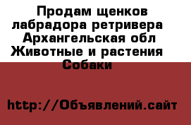 Продам щенков лабрадора ретривера - Архангельская обл. Животные и растения » Собаки   